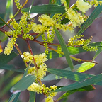 Acacia Iongifolia